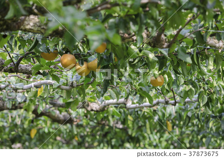 宮城棗梨050 37873675