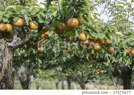 Miyagi Zao的梨051 37873677