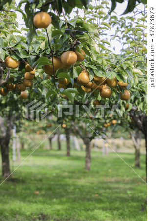 Miyagi Zao的梨052 Miyagi Zao的梨052 37873679