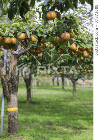 宮城棗梨056 宮城棗梨056 37873689