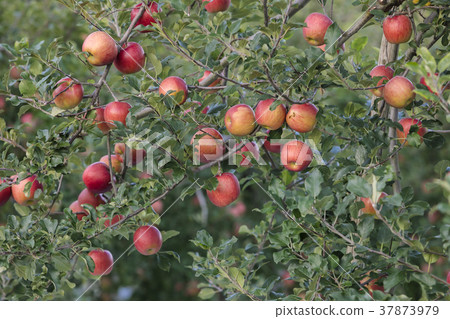 Kami-cho's apple garden 009 37873979