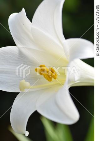Lily flower (white skin image) White flower Lily flower (white skin image) White flower 37873989