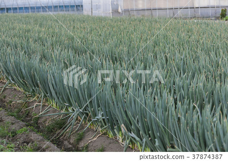 Naka Nitta green onion 001 Naka Nitta green onion 001 37874387