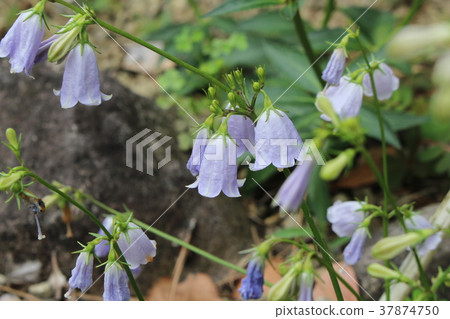 Hamashajin (Tsurigane carrot) 37874750