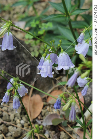 Hamashajin (Tsurigane carrot) 37874753