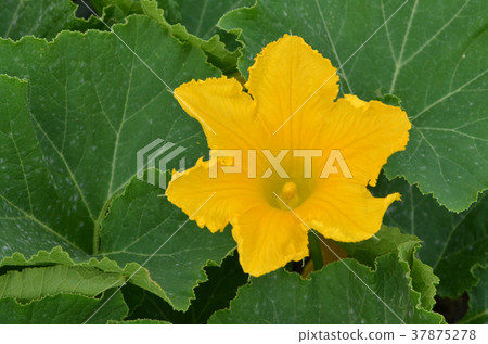 Pumpkin flowers 37875278