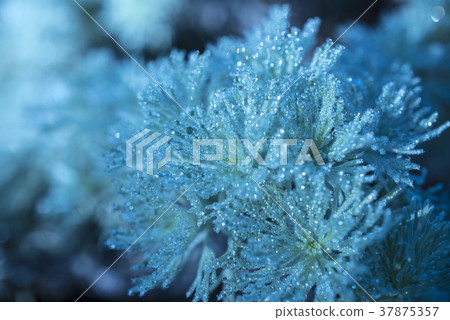 Morning dew gardening image 37875357