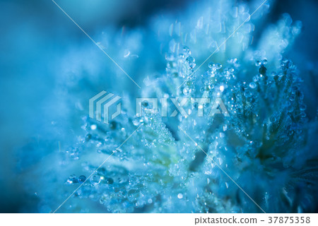 Morning dew gardening image 37875358