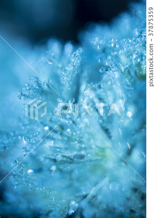 Morning dew early morning image 37875359