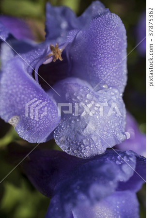 Torenia purple 37875362