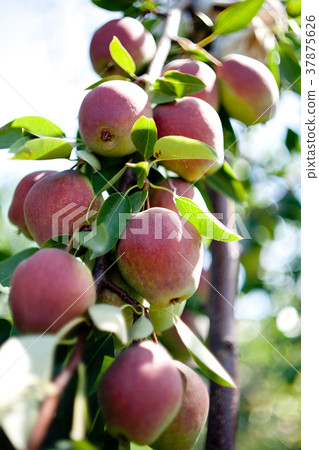 Bunch of ripe pears on tree branch Bunch of ripe pears on tree branch 37875626