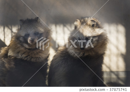 Two raccoon dogs Two raccoon dogs 37875741