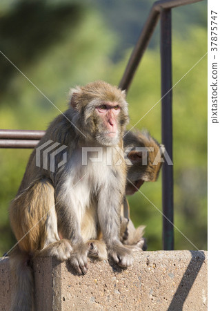 Rhesus monkey sitting side by side 37875747