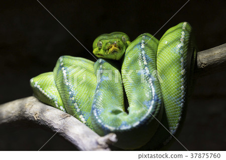 在樹的綠色pythons 37875760