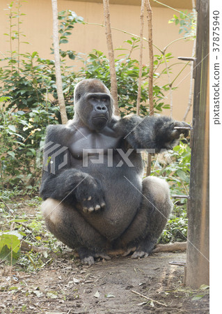 Nishi Gorilla 37875940