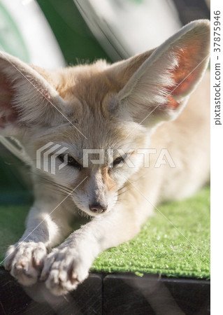 Fennec lying down 37875946