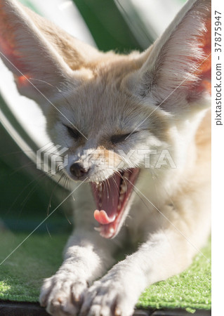 打呵欠的fennec 37875947