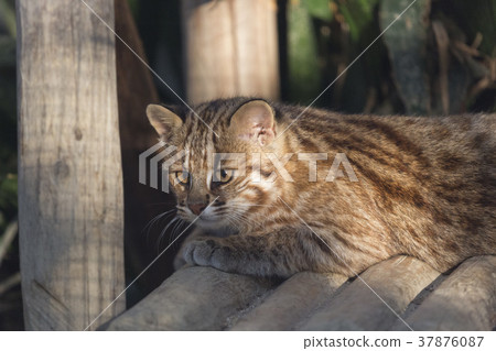 對馬eumaneko 37876087