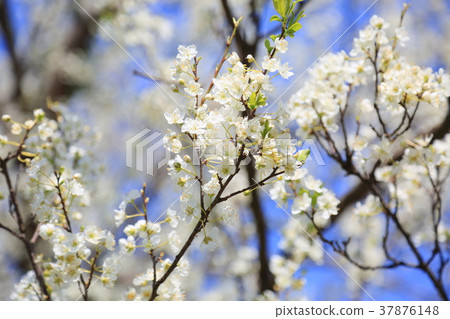 Plum flowers Plum flowers 37876148