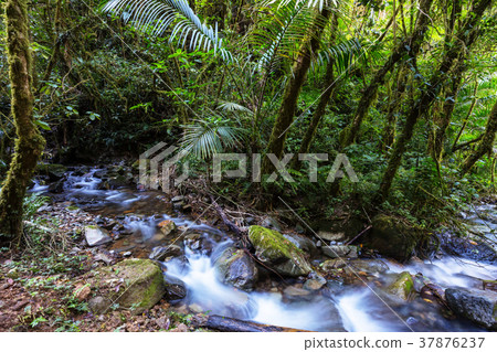 Creek in jungle Creek in jungle 37876237
