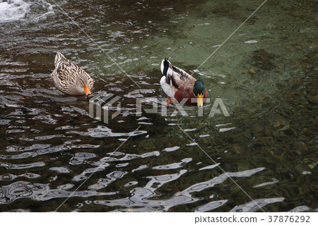 Pond duck Pond duck 37876292