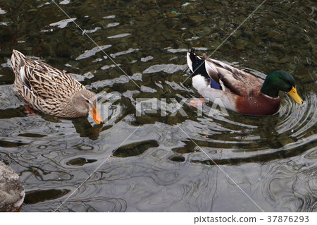 Pond duck Pond duck 37876293