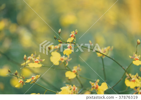 Spring scenes of yellow oncidium orchid branch Spring scenes of yellow oncidium orchid branch 37876319