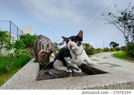 Kittens in the water fountain Kittens in the water fountain 37876334