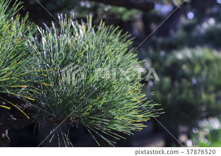 Matsu Matsuba 37876520