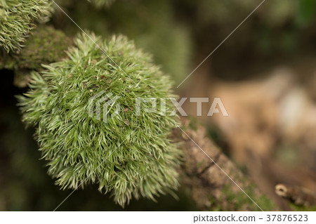 Araha Shiragagoke Araha Shiragagoke 37876523