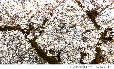 Cherry blossom season 37877012