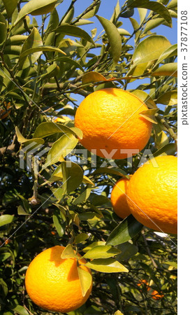 16：9駿河優雅（甜蜜的夏天）靜岡的特產 37877108