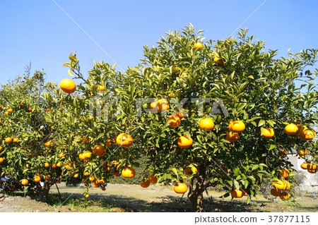 靜岡特產駿河優雅(甜蜜的夏天) 靜岡特產駿河優雅(甜蜜的夏天) 37877115