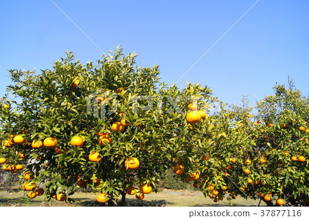 靜岡特產駿河優雅(甜蜜的夏天) 靜岡特產駿河優雅(甜蜜的夏天) 37877116