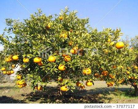 靜岡特產駿河優雅（甜蜜的夏天） 37877117