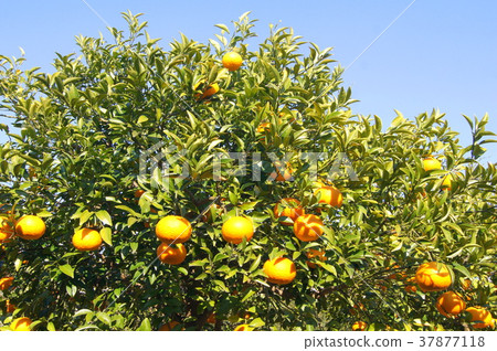 靜岡特產駿河優雅（甜蜜的夏天） 37877118