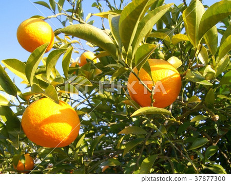 靜岡特產駿河優雅（甜蜜的夏天） 37877300