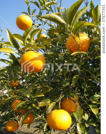 靜岡特產駿河優雅(甜蜜的夏天) 靜岡特產駿河優雅(甜蜜的夏天) 37877301
