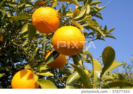 靜岡特產駿河優雅(甜蜜的夏天) 靜岡特產駿河優雅(甜蜜的夏天) 37877303