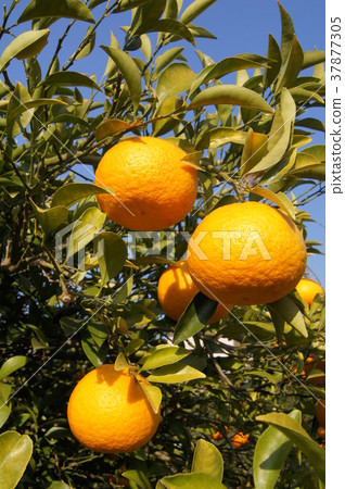 靜岡特產駿河優雅(甜蜜的夏天) 靜岡特產駿河優雅(甜蜜的夏天) 37877305