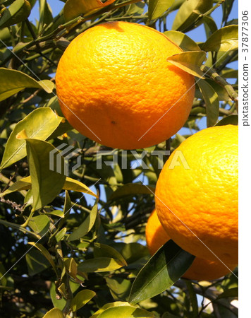 靜岡特產駿河優雅(甜蜜的夏天) 靜岡特產駿河優雅(甜蜜的夏天) 37877306