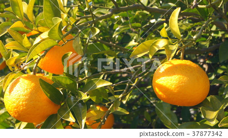 16：9駿河優雅（甜蜜的夏天）靜岡的特產 37877342