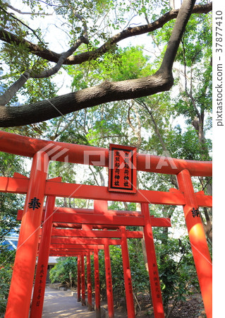Sumiyoshi Shrine Fukuoka Prefecture Fukuoka City Hakata Ward 37877410