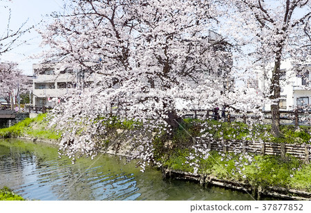 Cherry blossom season 37877852