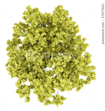 top view of norway maple tree isolated on white 37877883