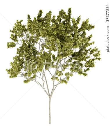 norway maple tree isolated on white background 37877884