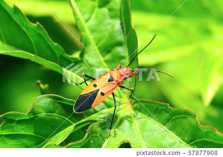 Red cotton stainer bug on a plant near Pune 37877908