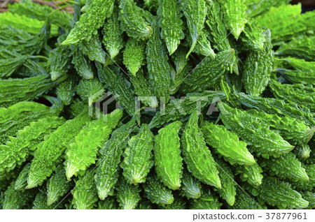 Fresh green bitter gourd Karela for sale in 37877961
