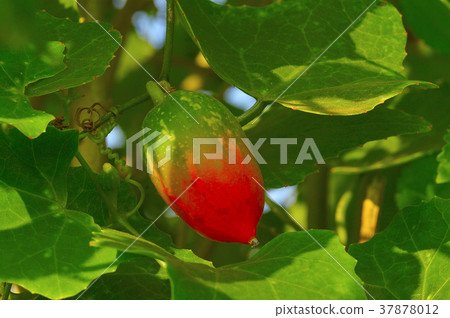 Scarlet gourd, Coccinia grandis, the ivy gourd Scarlet gourd, Coccinia grandis, the ivy gourd 37878012