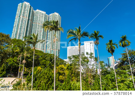 Palm trees in Kowloon Park of Hong Kong Palm trees in Kowloon Park of Hong Kong 37878014